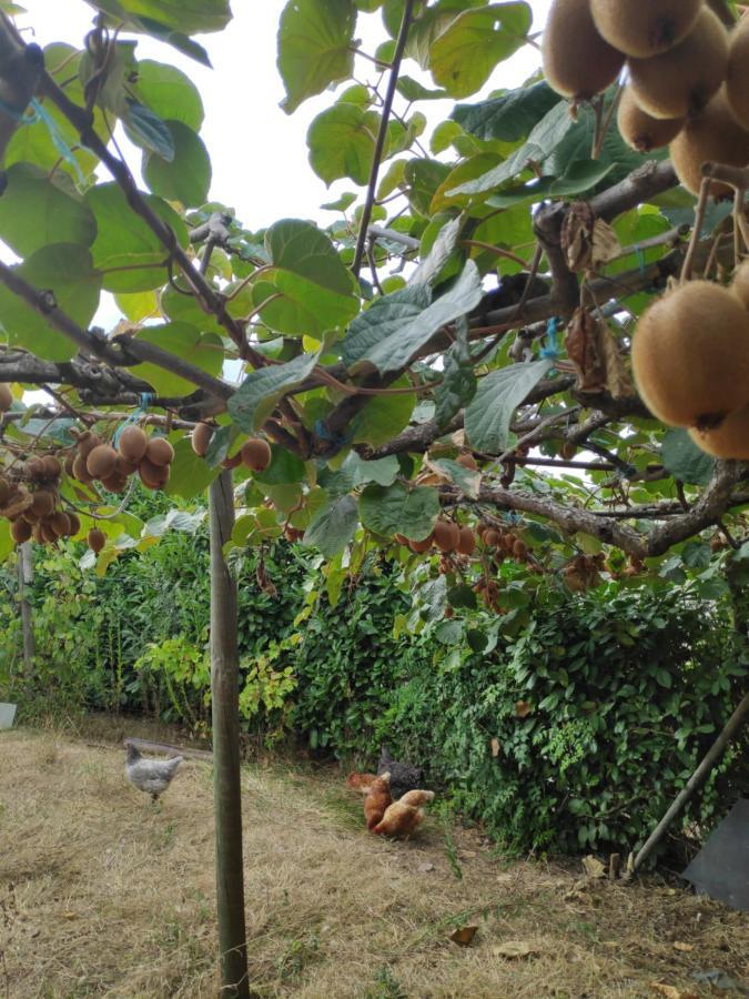 باتالها Nature Et Al House - Casa Para Uso Exclusivo E Jardim - Little Farm المظهر الخارجي الصورة