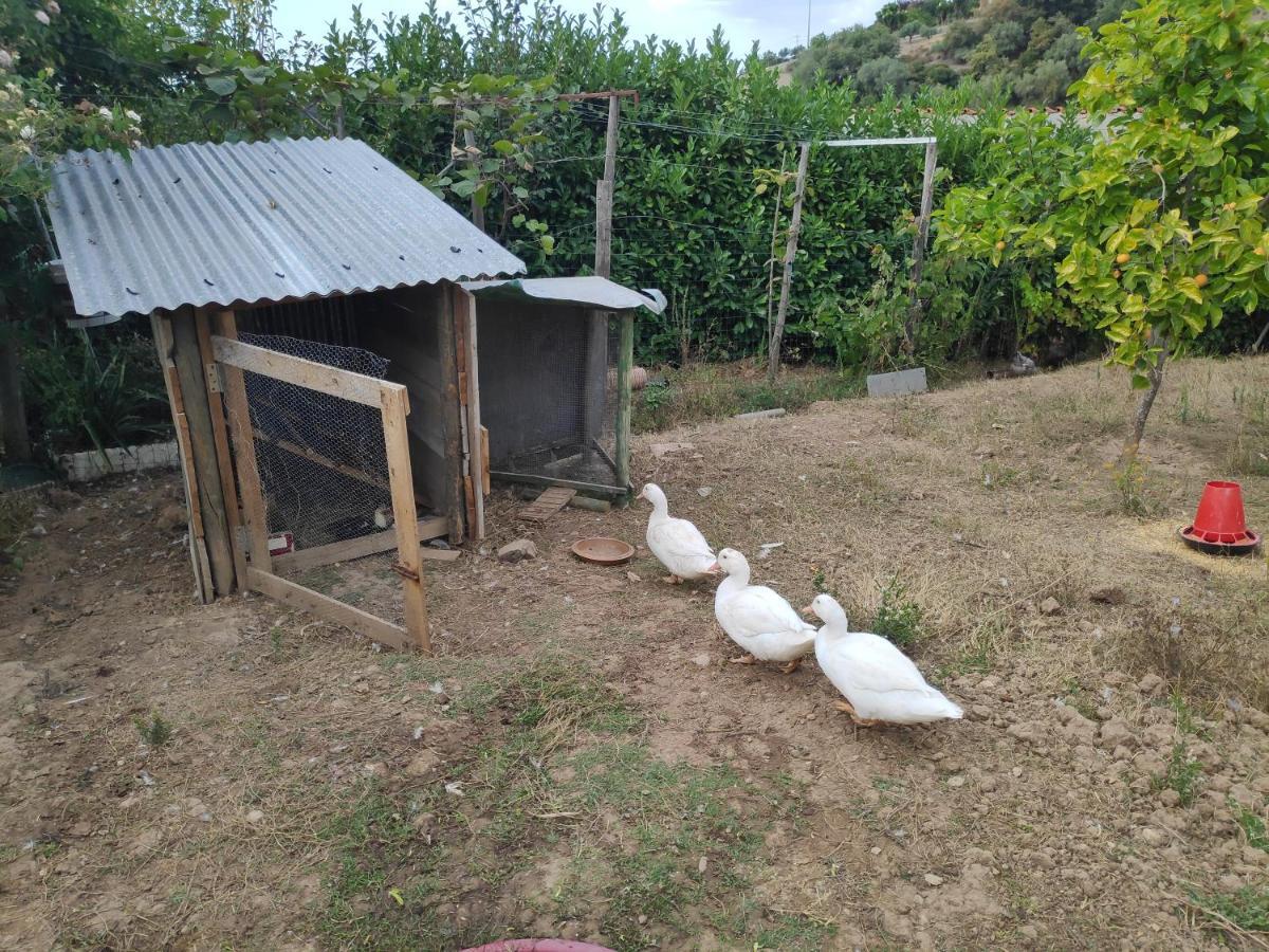 باتالها Nature Et Al House - Casa Para Uso Exclusivo E Jardim - Little Farm المظهر الخارجي الصورة